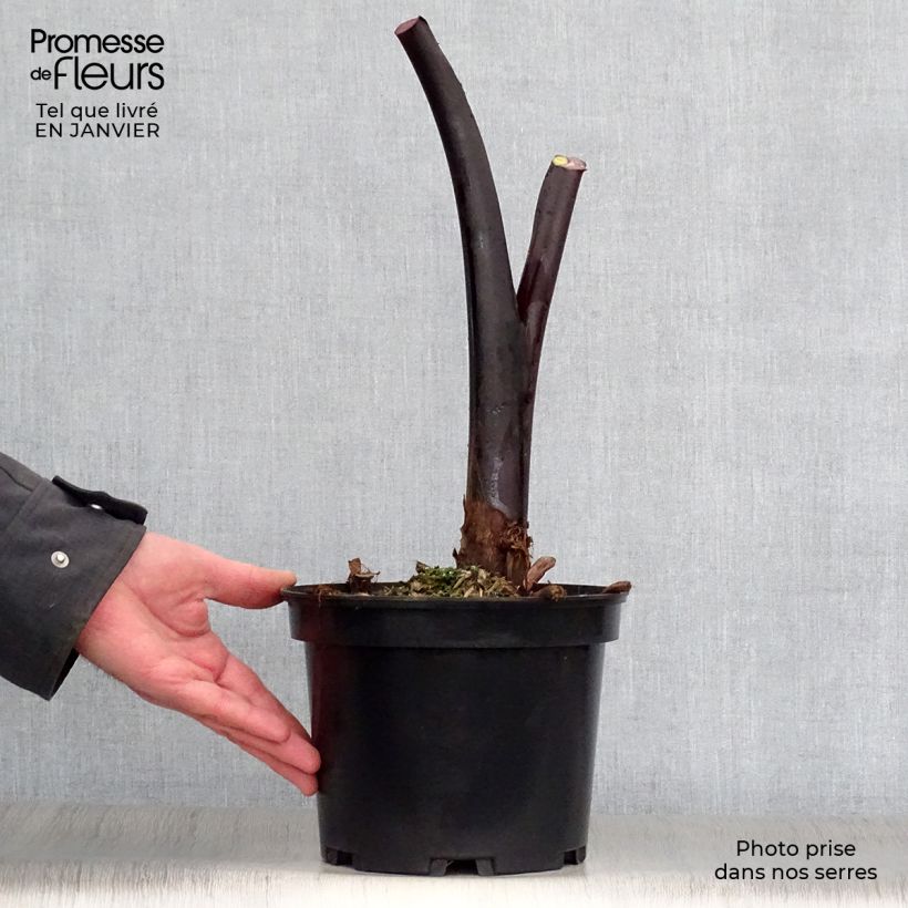 Colocasia esculenta Black Stem 3L/4L pot sample as delivered in winter