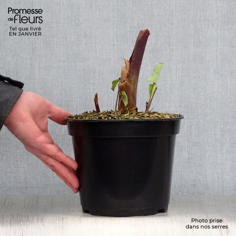 Colocasia Blue Hawaii - Elephant Ears 4L/5L pot sample as delivered in winter