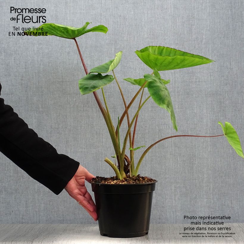 Colocasia Blue Hawaii - Elephant Ears 4L/5L pot sample as delivered in autumn
