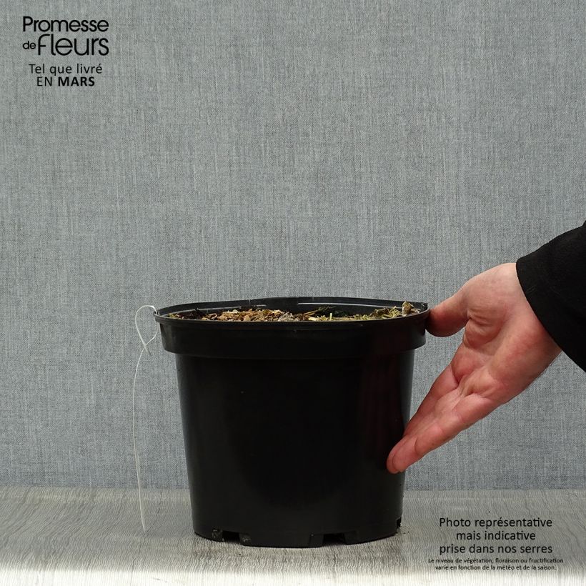 Colocasia esculenta Sangria 3L/4L pot sample as delivered in spring