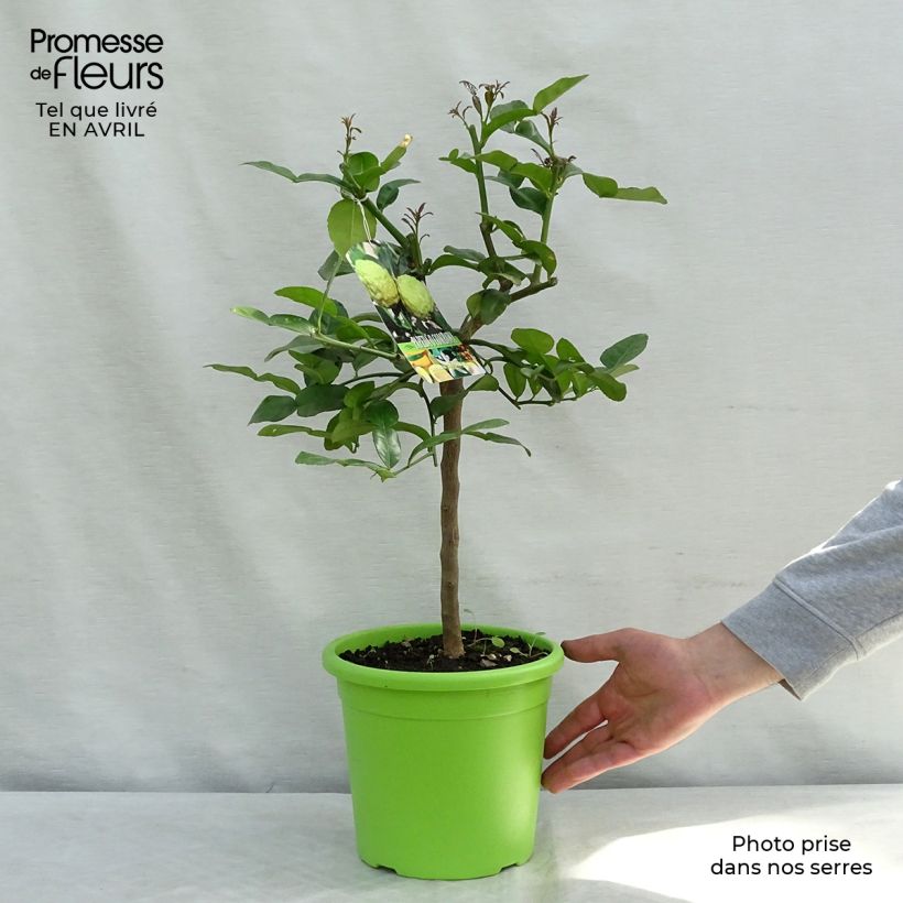 Citrus hystrix - Kaffir Lime 4L/5L pot sample as delivered in spring