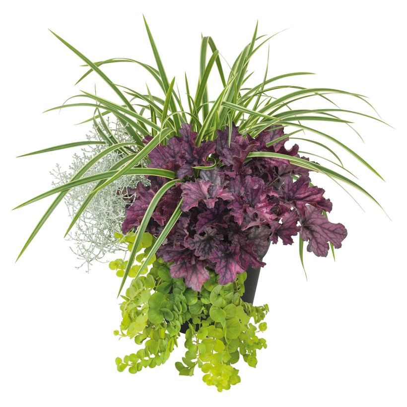 Silent Sunday Composition - A collection of 4 young plants (Plant habit)