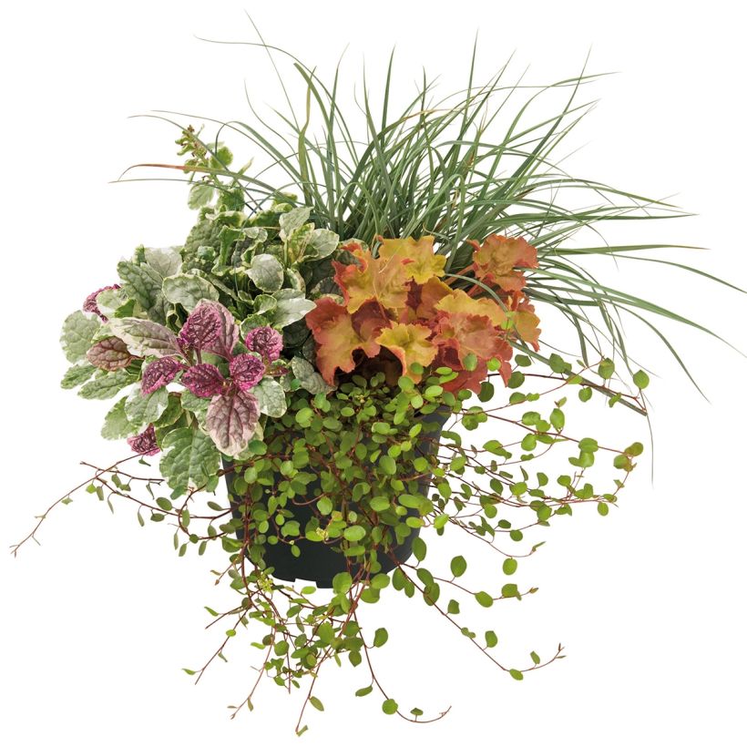 Sunkissed Blend - blend of 4 young plants (Plant habit)