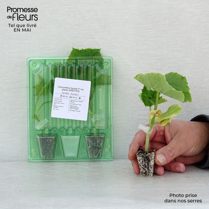Grafted Cucumber Gynial F1 plants - Cucumis sativus Plug plant 3/4cm sample as delivered in spring
