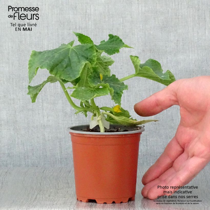 Grafted Cucumber Gynial F1 plants - Cucumis sativus 10cm/11cm pot sample as delivered in spring