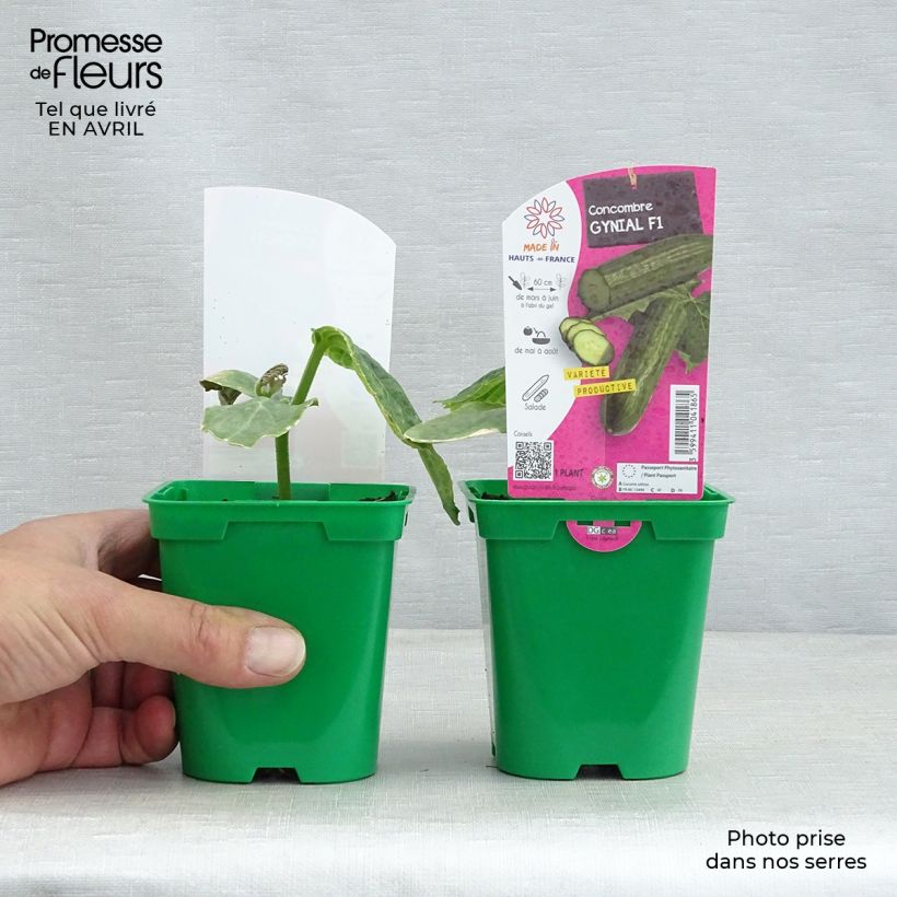 Long cucumber Gynial F1 plants - Cucumis sativus 10cm/11cm pot sample as delivered in spring
