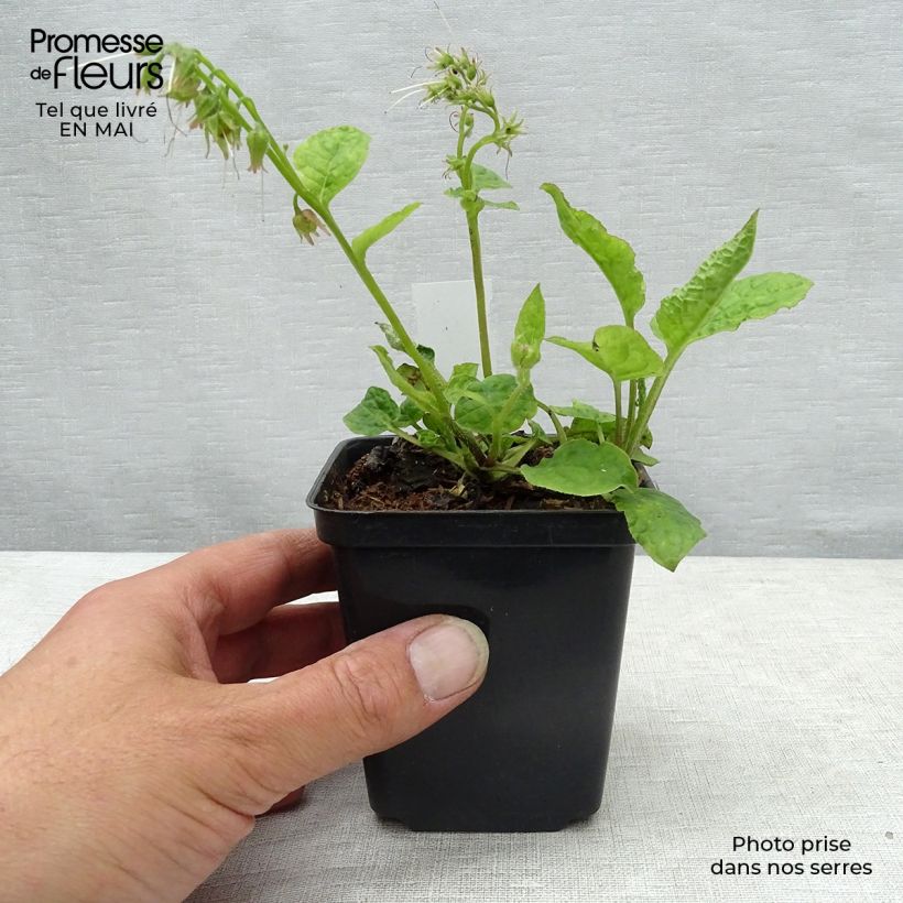 Symphytum azureum  8/9 cm pot sample as delivered in spring