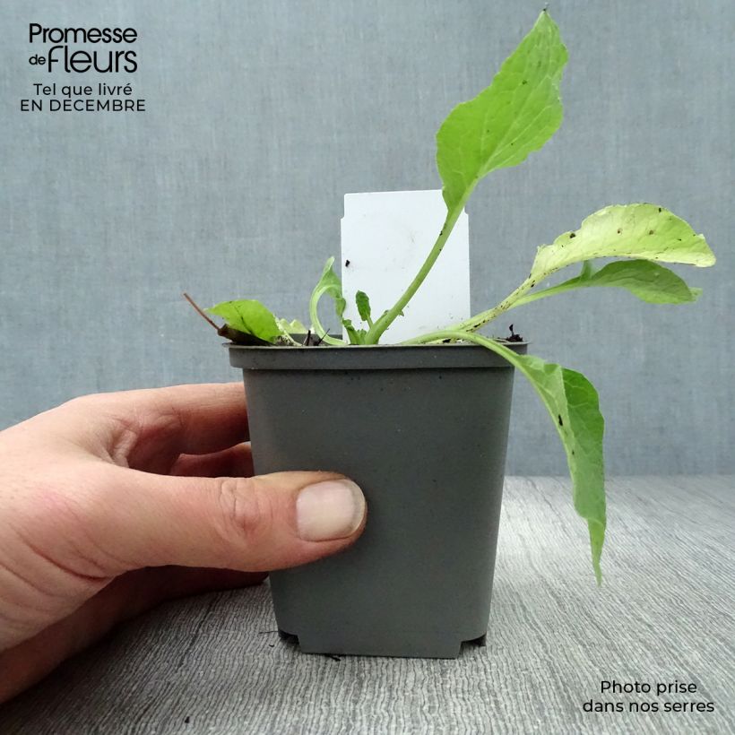 Symphytum Hidcote Blue - Comfrey 8/9 cm pot sample as delivered in winter