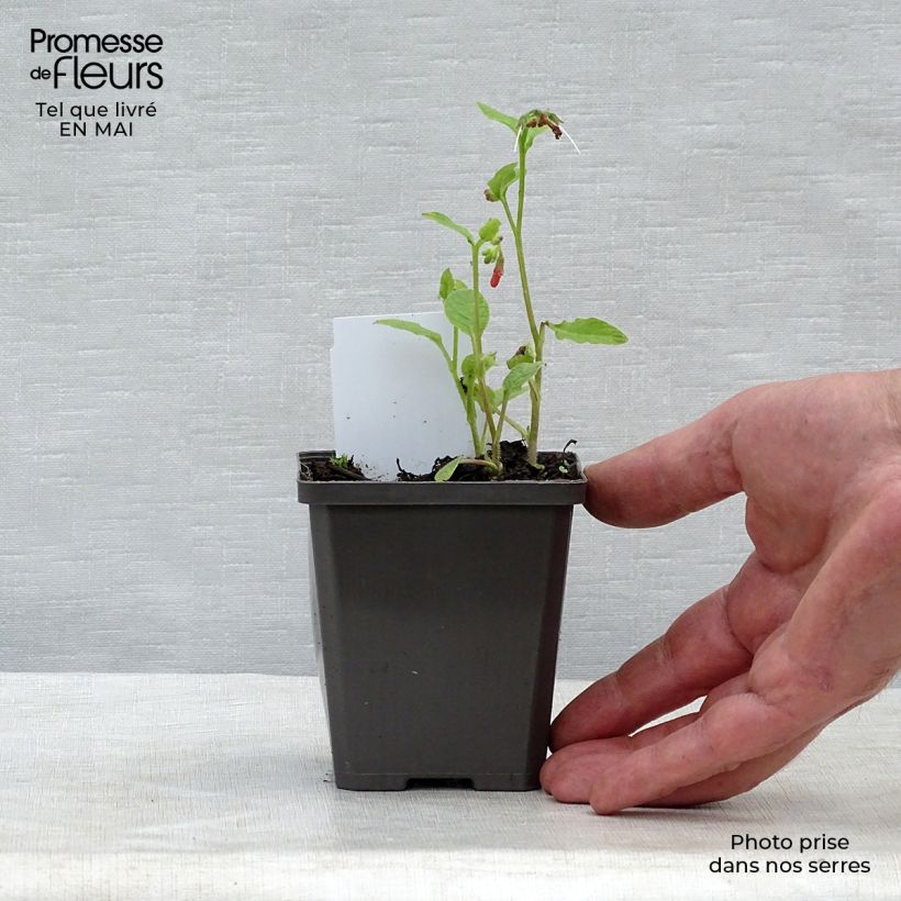 Symphytum Hidcote Blue - Comfrey 8/9 cm pot sample as delivered in spring