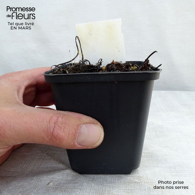 Symphytum grandiflorum - Comfrey 8/9 cm pot sample as delivered in winter