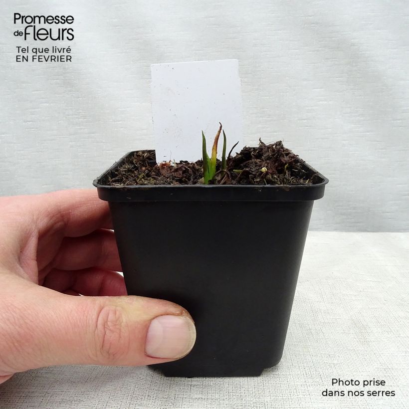Symphytum officinale - Comfrey 8/9 cm pot sample as delivered in winter