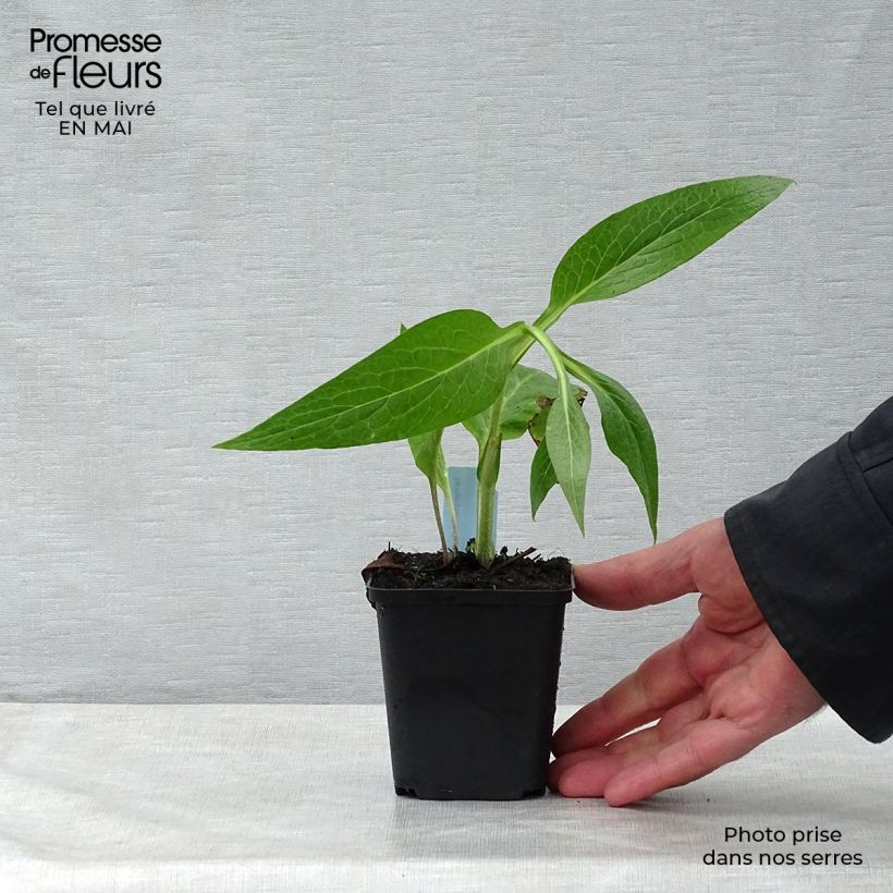 Symphytum officinale - Comfrey 8/9 cm pot sample as delivered in spring