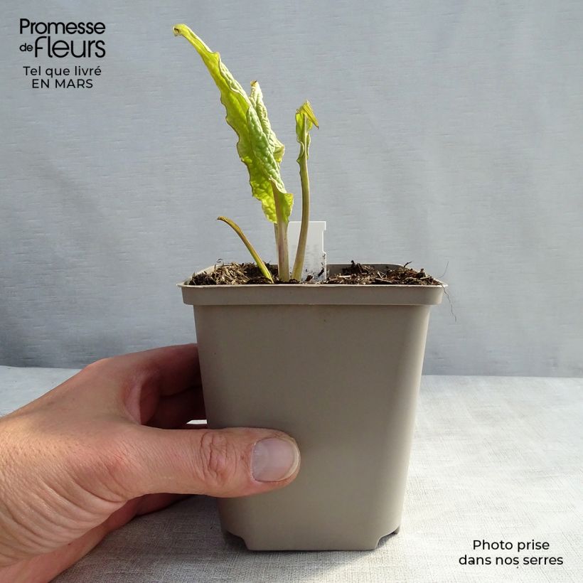 Symphytum rubrum - Red Comfrey 8/9 cm pot sample as delivered in winter