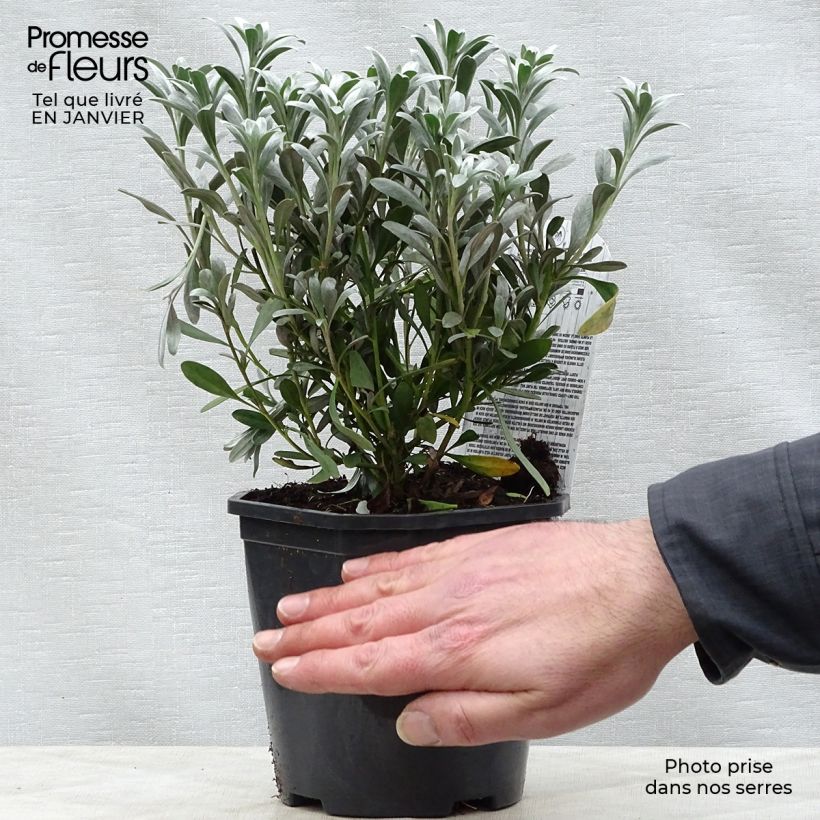 Convolvulus cneorum - Silver bindweed 2L/3L pot sample as delivered in winter