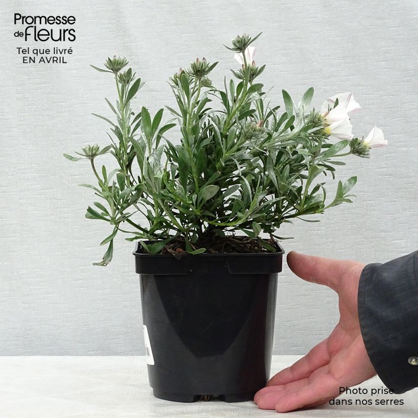 Convolvulus cneorum - Silver bindweed 2L/3L pot sample as delivered in spring