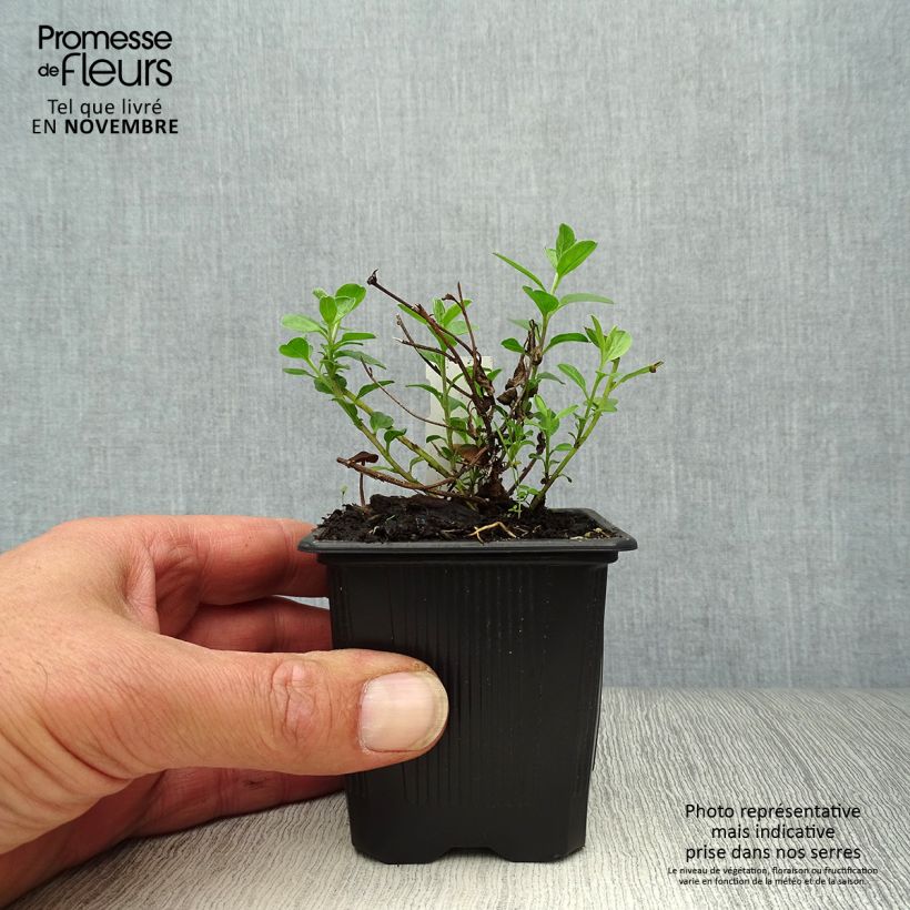 Convolvulus sabatius 8/9 cm pot sample as delivered in autumn