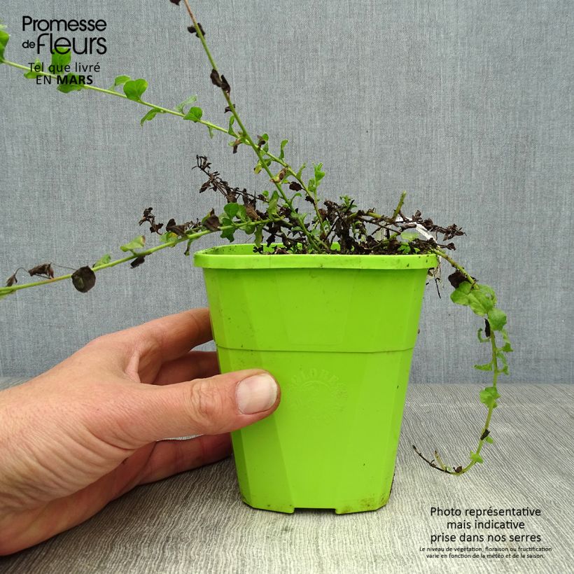 Convolvulus sabatius Moroccan Beauty 1L/1.5L pot sample as delivered in spring