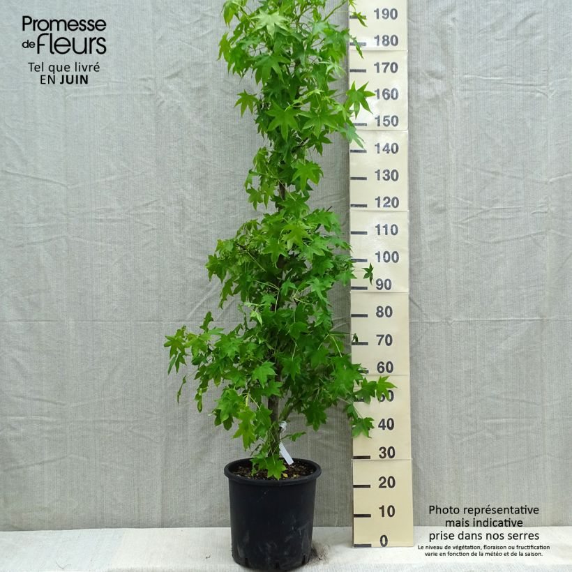 Liquidambar styracyflua Stella - American Sweetgum 7.5L/10L pot sample as delivered in spring