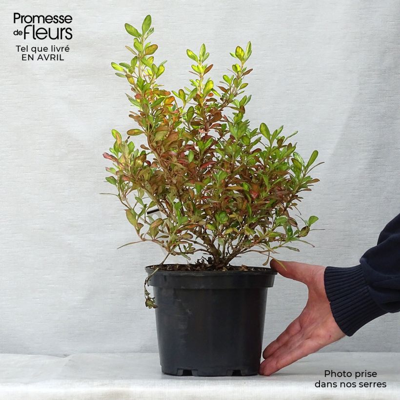 Coprosma Evening Glow 2L/3L pot sample as delivered in spring