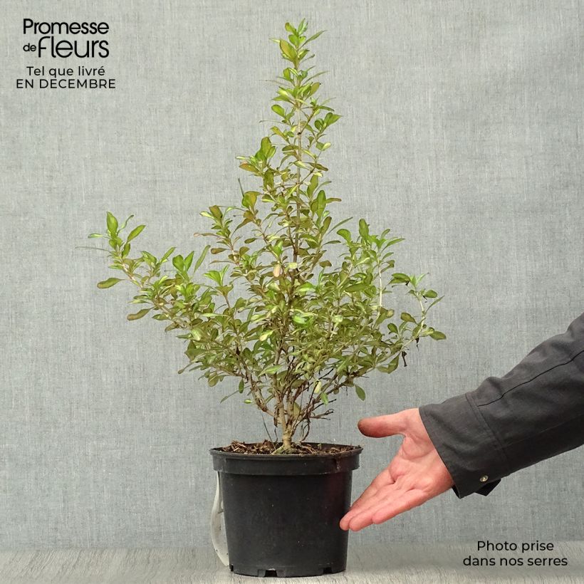 Coprosma Evening Glow 2L/3L pot sample as delivered in winter