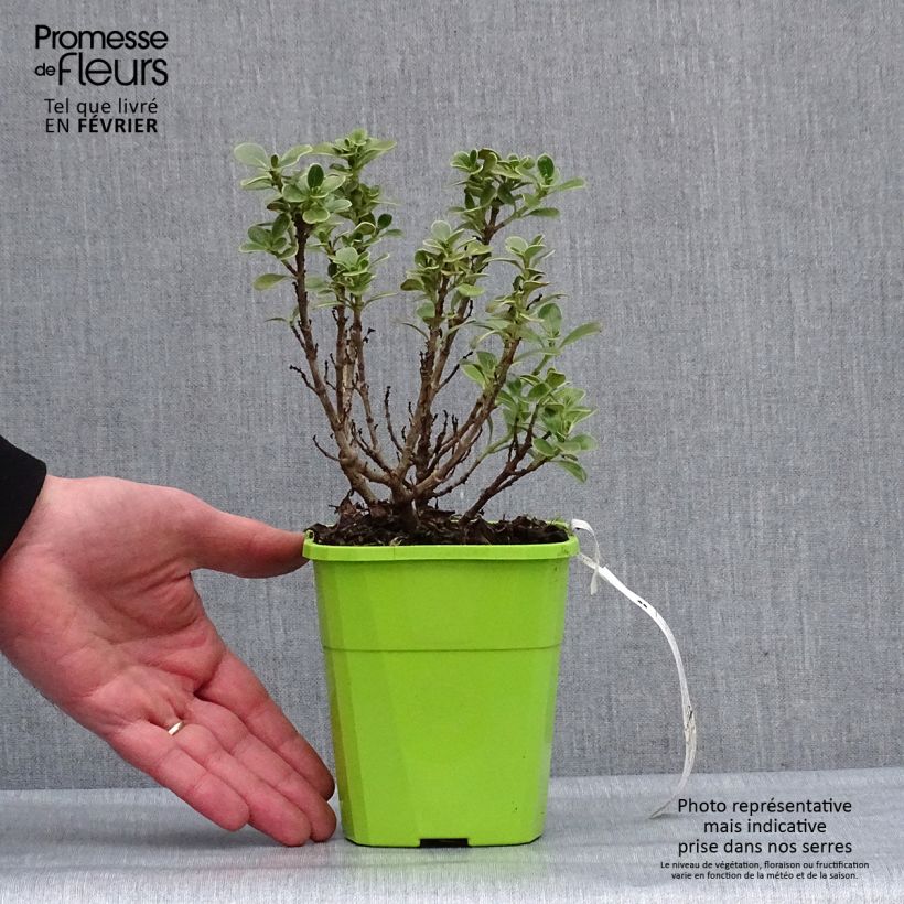 Coprosma Mini Mac 1L/1.5L pot sample as delivered in winter