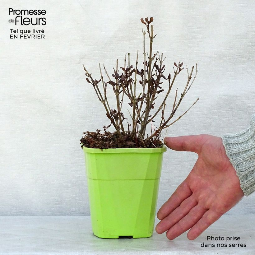 Coprosma Pacific Night 1L/1.5L pot sample as delivered in winter