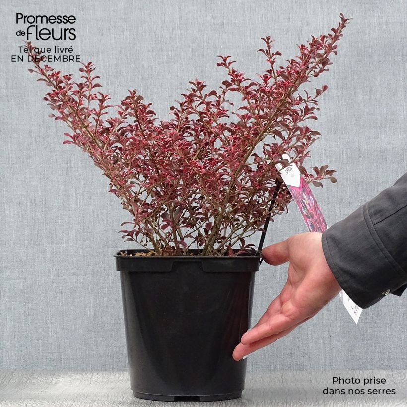 Coprosma repens Fire Burst 3L/4L pot sample as delivered in winter