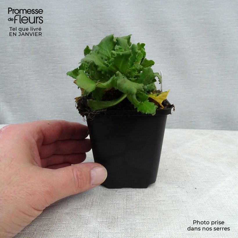 Arabis Caucasica Bakkely 8/9 cm pot sample as delivered in winter