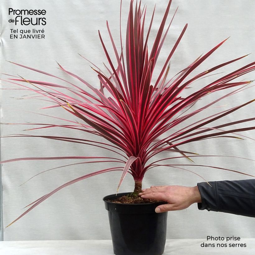 Cordyline australis Charlie boy - Cabbage Tree 4L/5L pot sample as delivered in winter