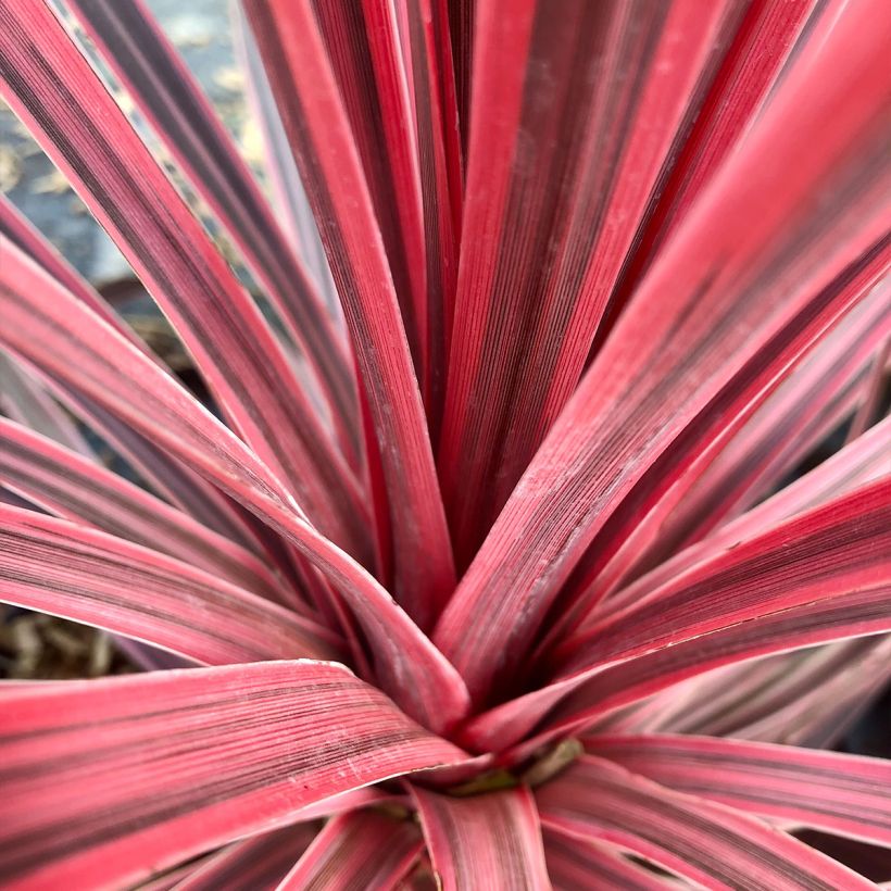 Cordyline australis Charlie boy - Cabbage Tree (Foliage)