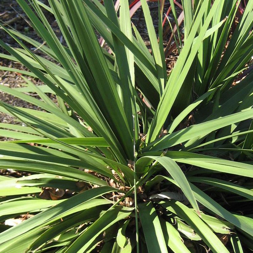 Cordyline australis Ti Tawhiti - Cabbage Tree (Foliage)