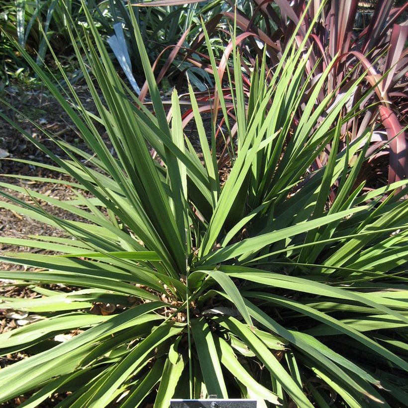 Cordyline australis Ti Tawhiti - Cabbage Tree (Plant habit)