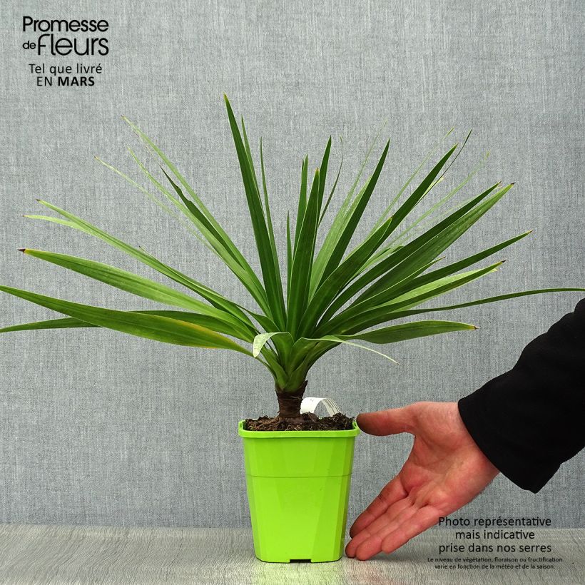Cordyline australis Ti Tawhiti - Cabbage Tree 1L/1.5L pot sample as delivered in spring