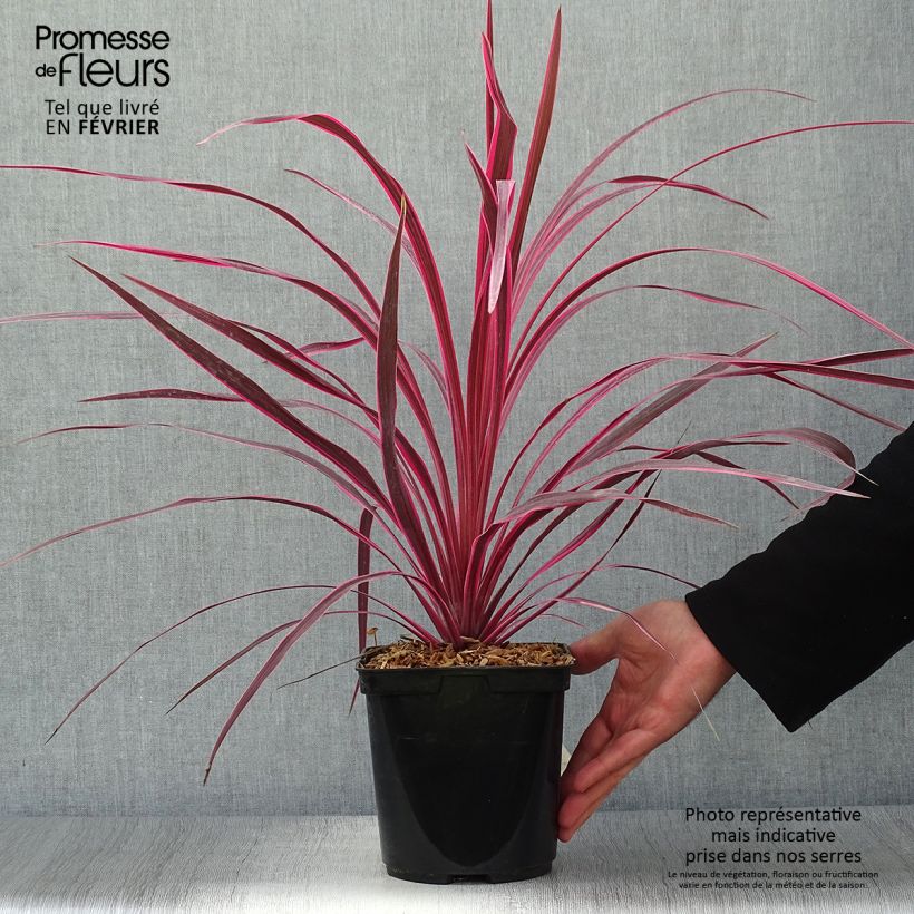 Cordyline australis Cherry Sensation - Cabbage Tree 2L/3L pot sample as delivered in autumn