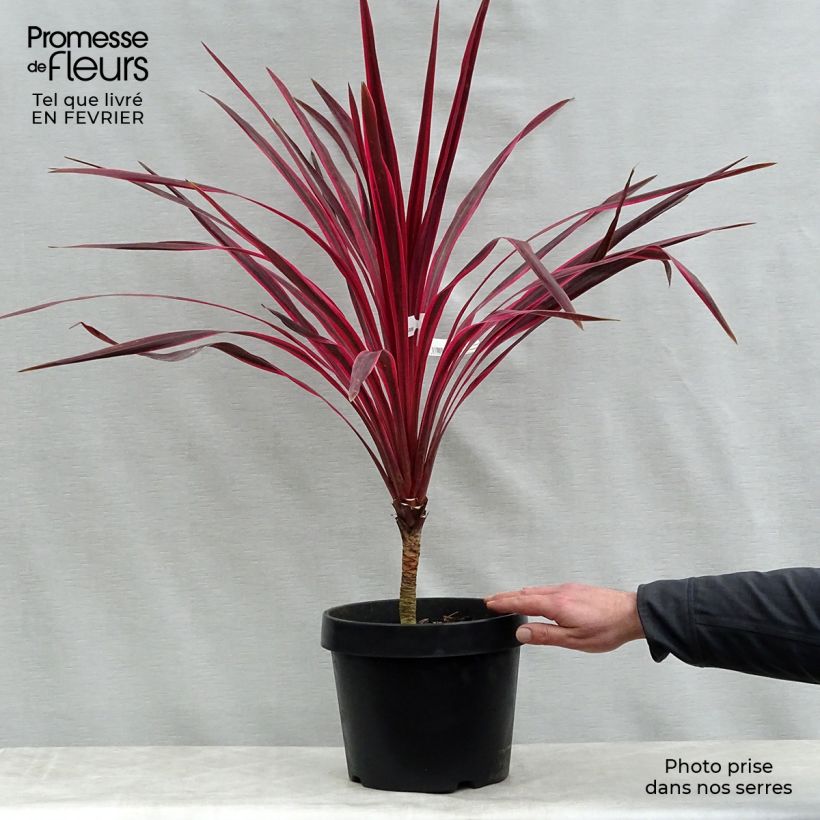 Cordyline australis Cherry Sensation - Cabbage Tree 6L/7L pot sample as delivered in winter