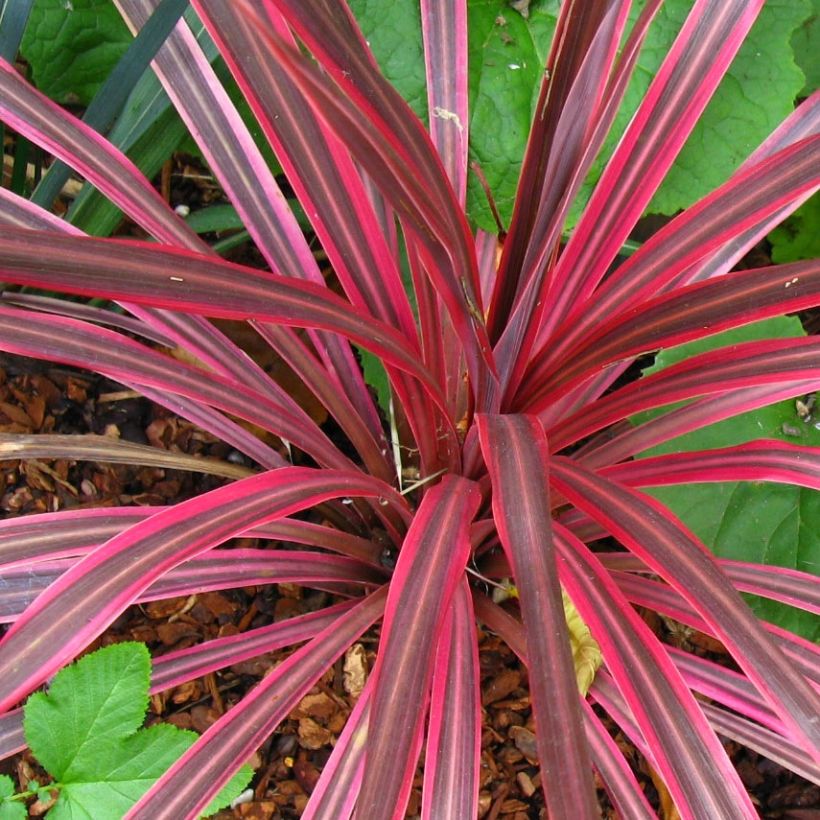 Cordyline australis Cherry Sensation - Cabbage Tree (Foliage)