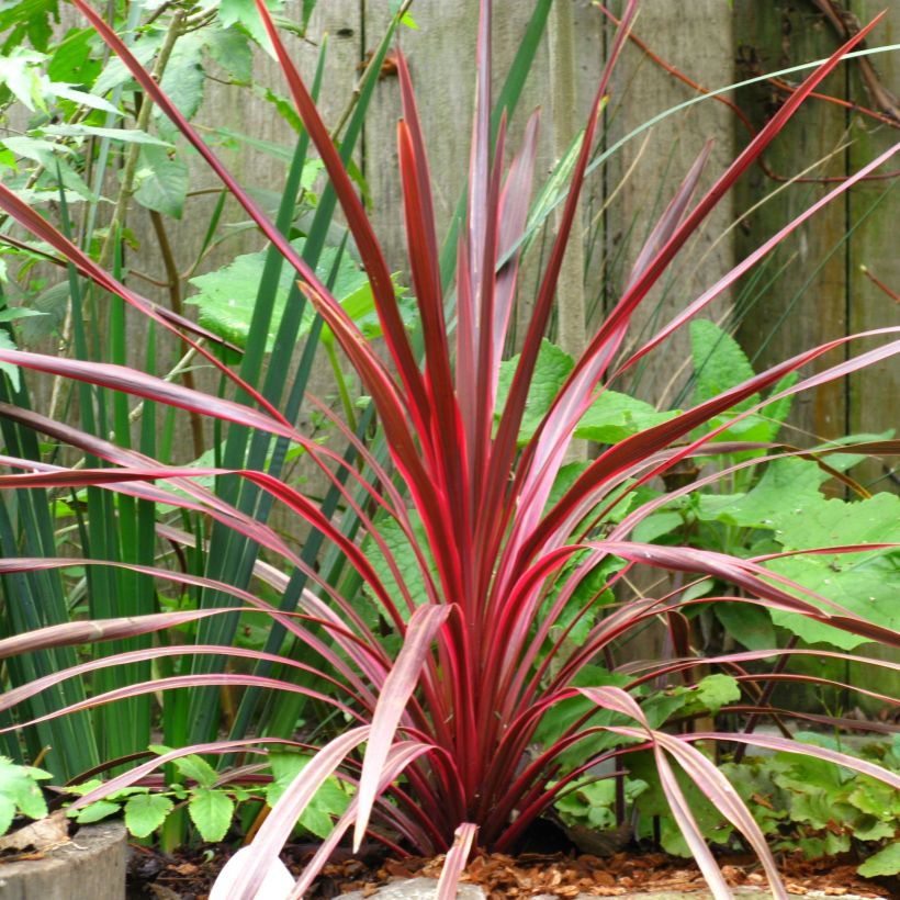 Cordyline australis Cherry Sensation - Cabbage Tree (Plant habit)
