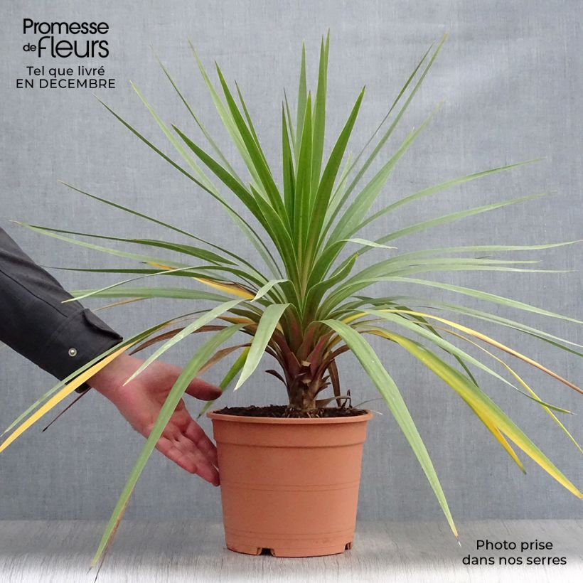 Cordyline australis Peko - Cabbage Tree 3L/4L pot sample as delivered in winter
