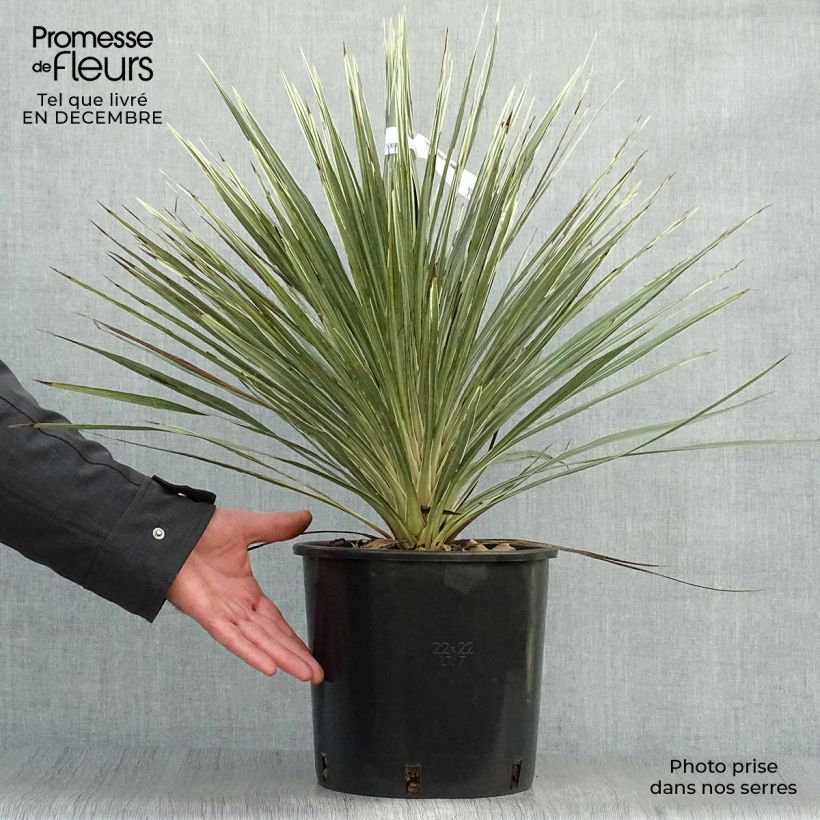 Cordyline australis Pink Champagne - Cabbage Tree 3L/4L pot sample as delivered in winter