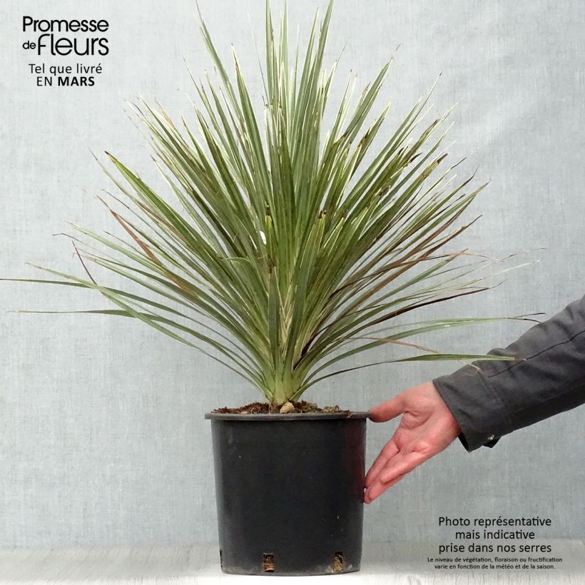 Cordyline australis Pink Champagne - Cabbage Tree 3L/4L pot sample as delivered in spring