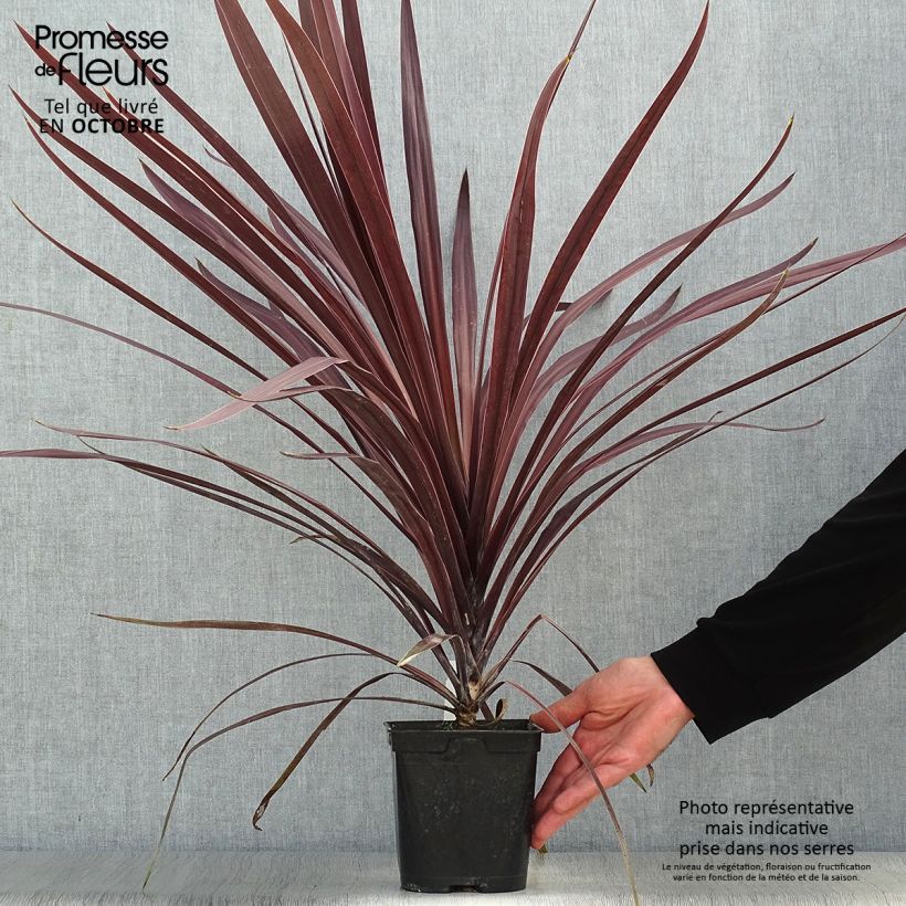 Cordyline australis Red Star - Cabbage Tree 2L/3L pot sample as delivered in autumn