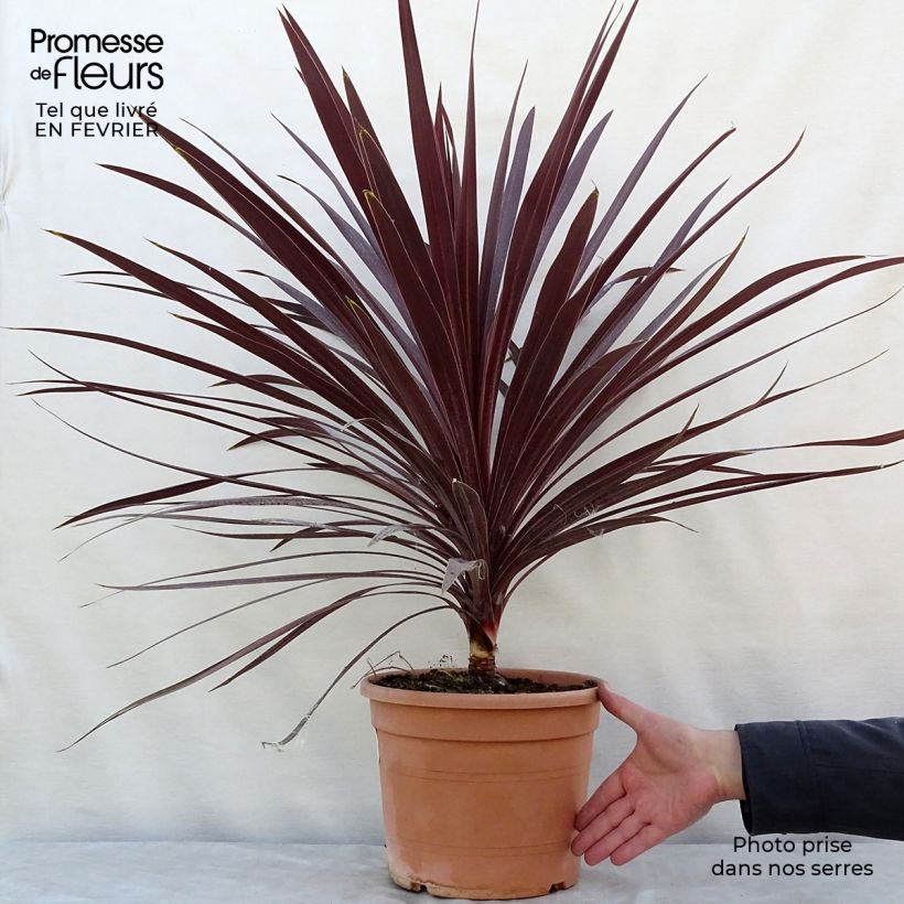Cordyline australis Red Star - Cabbage Tree 7.5L/10L pot sample as delivered in winter