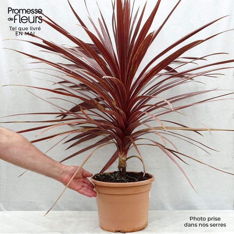 Cordyline australis Red Star - Cabbage Tree 7.5L/10L pot sample as delivered in spring