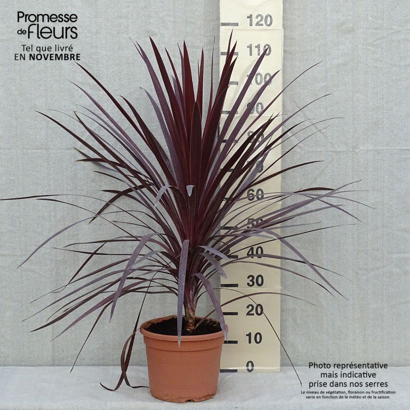 Cordyline australis Red Star - Cabbage Tree 7.5L/10L pot sample as delivered in autumn