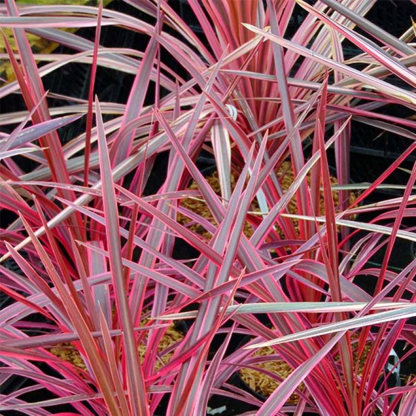 Cordyline australis Southern Splendour - Cabbage Tree (Foliage)