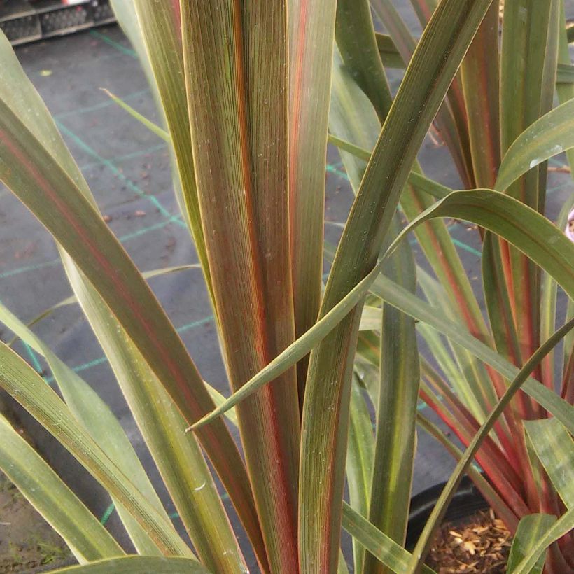 Cordyline australis Sundance - Cabbage Tree (Foliage)