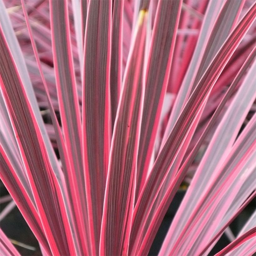 Cordyline australis Sunrise - Cabbage Tree (Foliage)