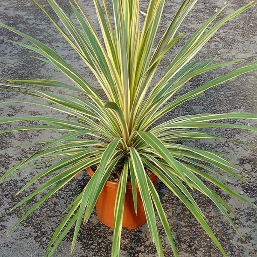 Cordyline australis Torbay Dazzler - Cabbage Tree (Plant habit)