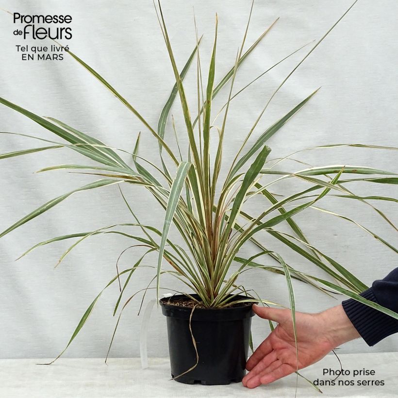 Cordyline australis Torbay Dazzler - Cabbage Tree 2L/3L pot sample as delivered in spring