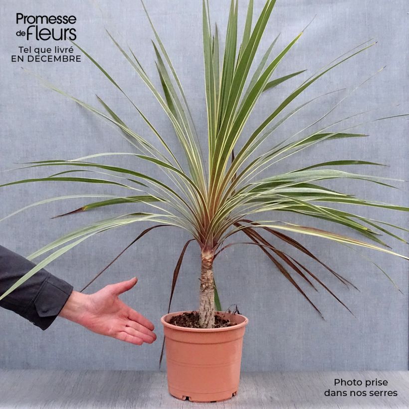 Cordyline australis Torbay Dazzler - Cabbage Tree 4L/5L pot sample as delivered in winter